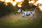 young Dalmatian