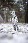Dalmatian in the winter