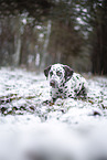 Dalmatian in the winter