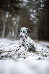 Dalmatian in the winter
