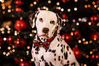 Dalmatian at christmas