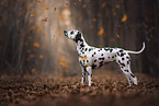 Dalmatian