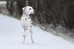 Dalmatian in snow