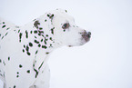 Dalmatian in snow