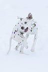 Dalmatian in snow
