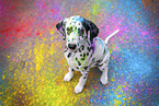 young damatian with holi colours