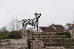 Dalmatian