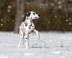 young Dalmatian