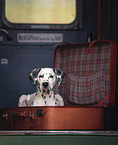 Dalmatian