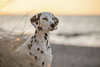 Dalmatian Portrait