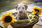 Dalmatian puppy