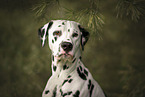 Dalmatian in summer