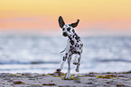 young Dalmatian