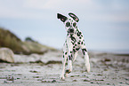 young Dalmatian