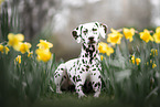 female Dalmatian