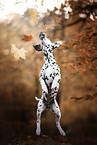 female Dalmatian