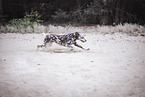 adult Dalmatian