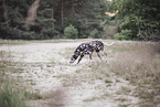 adult Dalmatian
