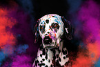 Dalmatian Portrait