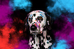 Dalmatian Portrait