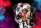 Dalmatian Portrait