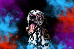 Dalmatian Portrait