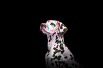 female Dalmatian