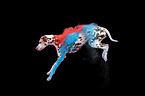 female Dalmatian