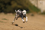 Dalmatian in summer
