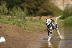 Dalmatian in summer
