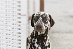 Dalmatian Portrait