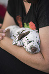 Dalmatian Puppy
