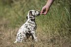 Dalmatian Puppy