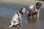 Dalmatian Puppy