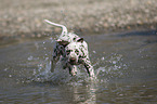 Dalmatian Puppy