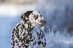 Dalmatian in snow