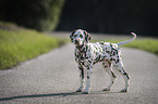Dalmatian Puppy