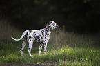 Dalmatian Puppy