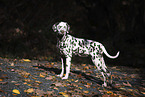 young Dalmatian