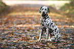 young Dalmatian