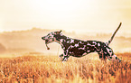 female Dalmatian