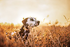 female Dalmatian