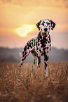 female Dalmatian