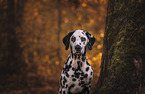 male Dalmatian