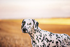 male Dalmatian