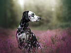female Dalmatian