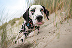 female Dalmatian