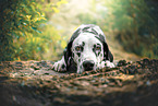 female Dalmatian