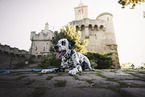 Dalmatian