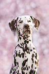 adult Dalmatian